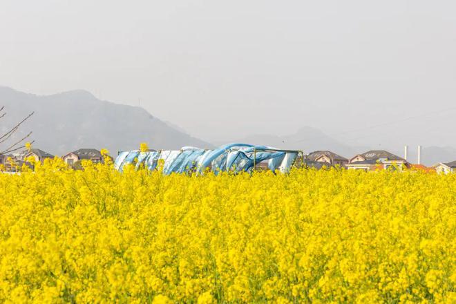 千亩金黄一岛风情市集手作美食美景这里统统都有(图1)