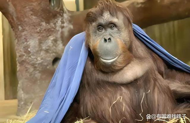 广州动物园猩猩冷到披上毯子多地气温跌到0℃以下(图1)