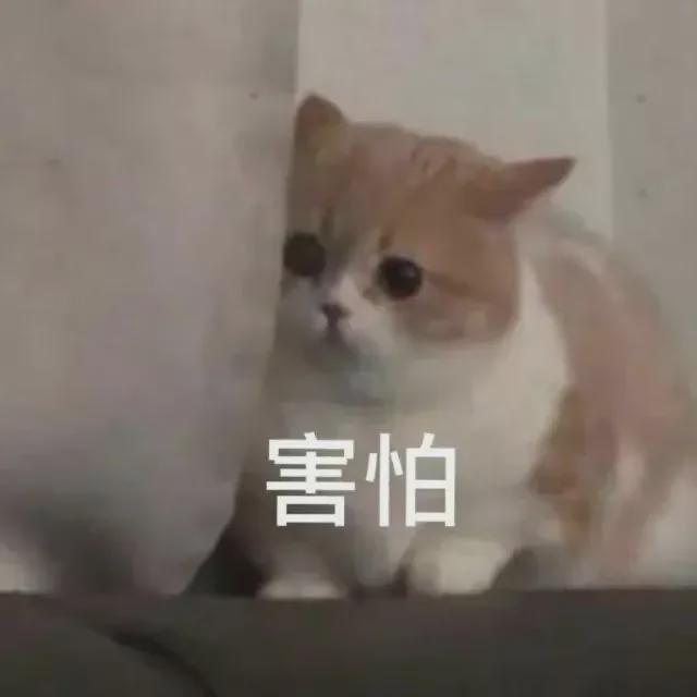 吃了这种菌就看见“小人人”？紧急提醒：有毒切勿模仿！(图4)