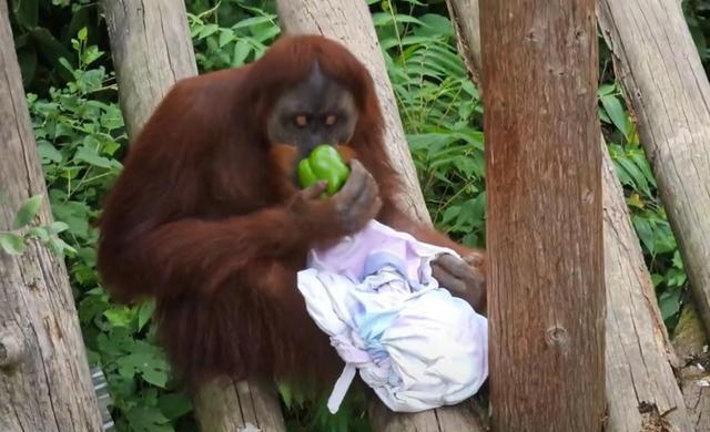 南京红山动物园为猩猩征集毛毯不到一周收到五六十个包裹(图2)