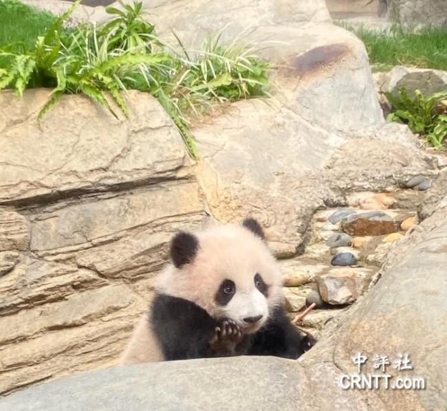香港大熊猫宝宝上演小打出手萌态引关注(图1)