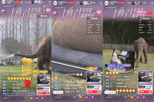 大象都撑得住的床垫！顾家家居撑腰床垫直播引爆全网(图2)